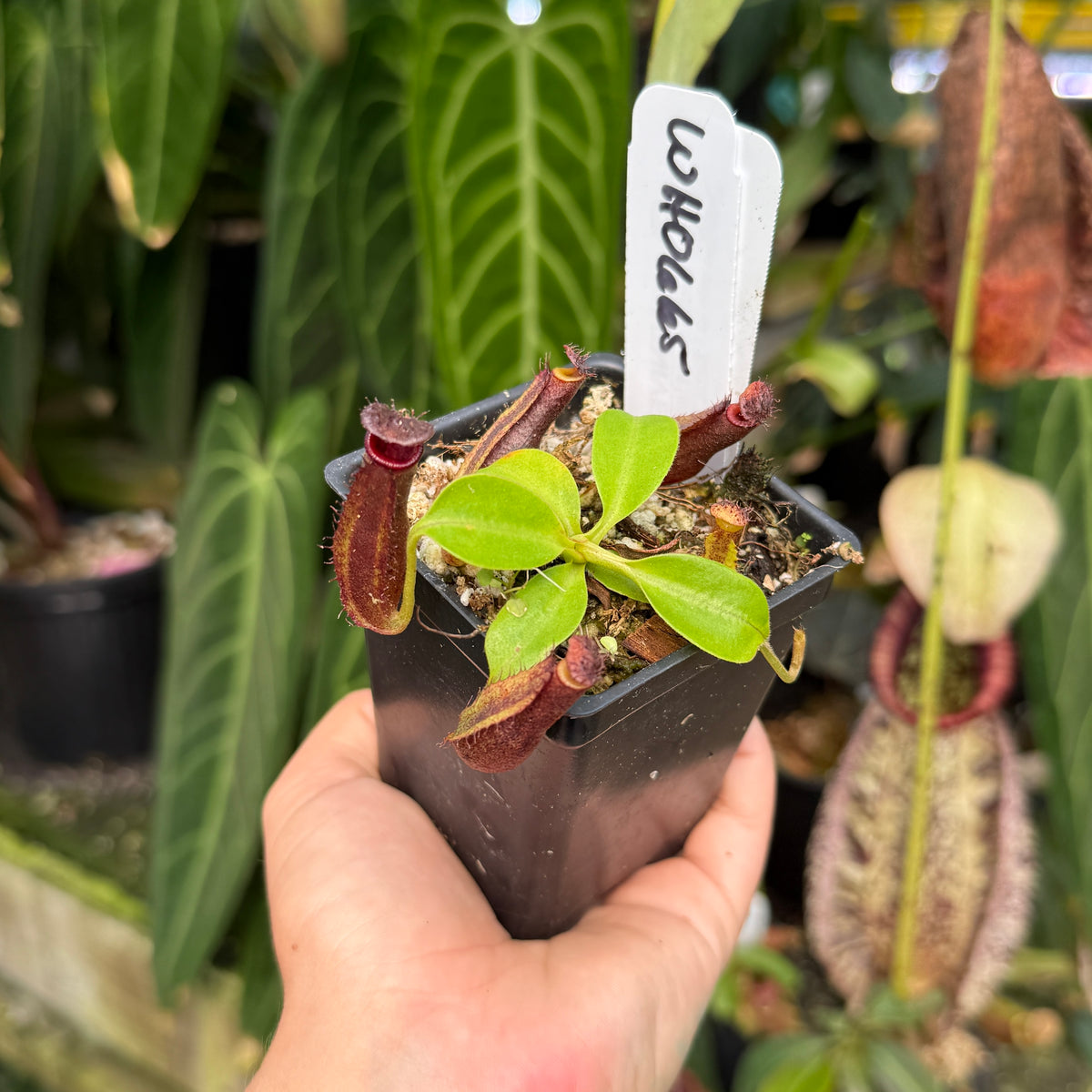 WH0665	Nepenthes naga PB x robcantleyi, CAR-1172	(S)