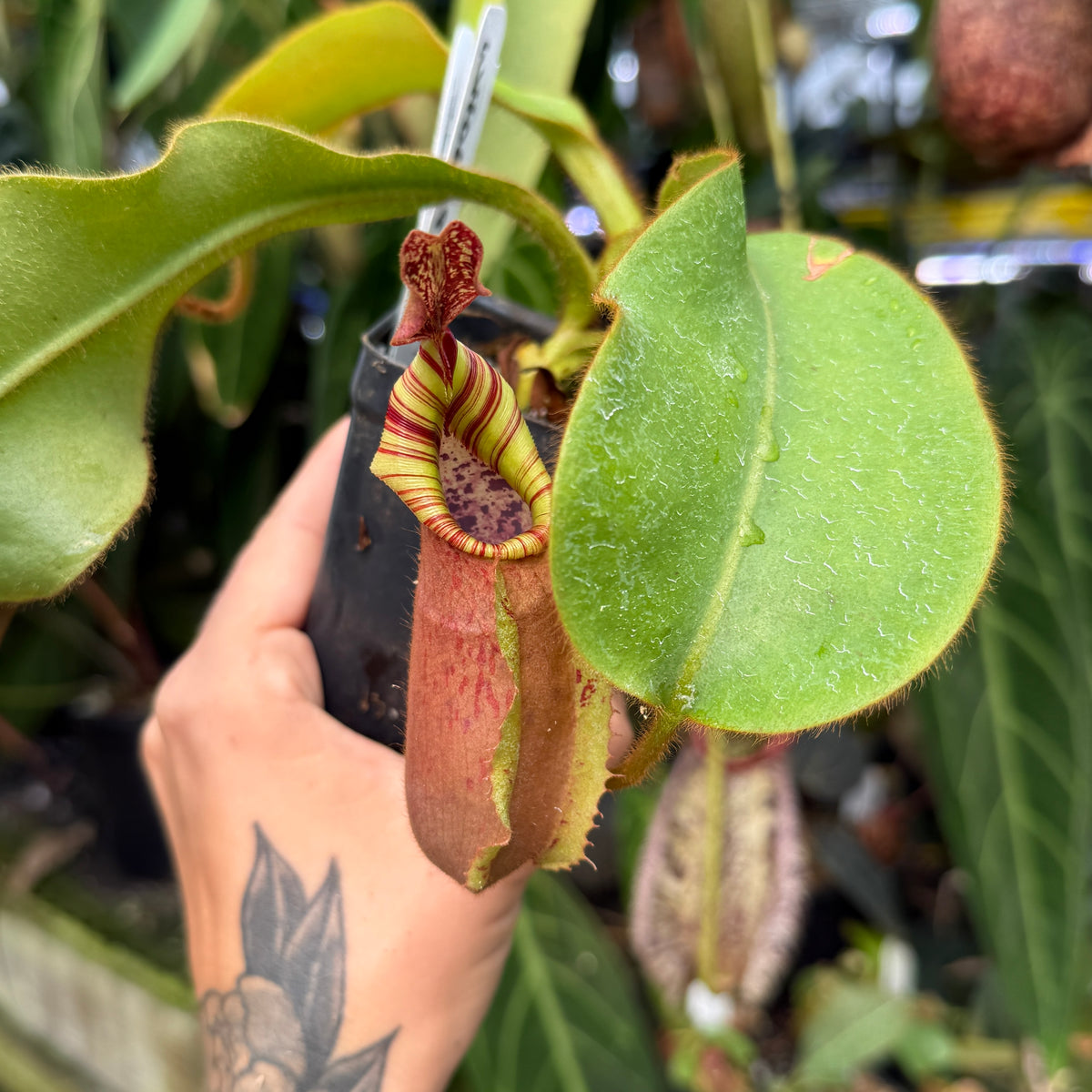 WH0669	Nepenthes veitchii (Murud x Candy) #2 x 'Bario Squat', CAR-1292 (L)