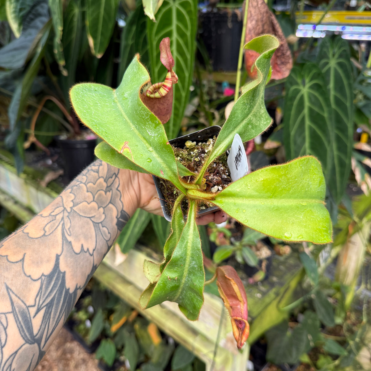 WH0669	Nepenthes veitchii (Murud x Candy) #2 x 'Bario Squat', CAR-1292 (L)