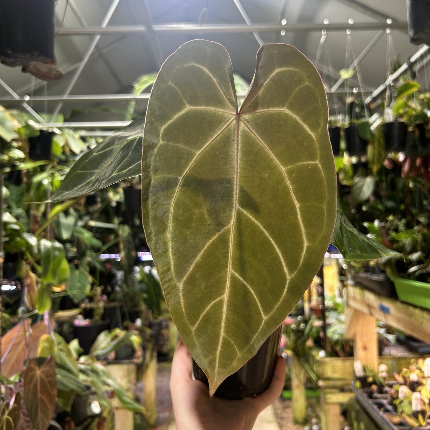 [W175] Anthurium (FTG crystallinum x forgetii - NSE) x (carlablackiae x 'Ace of Spades'), CAR-0657 L