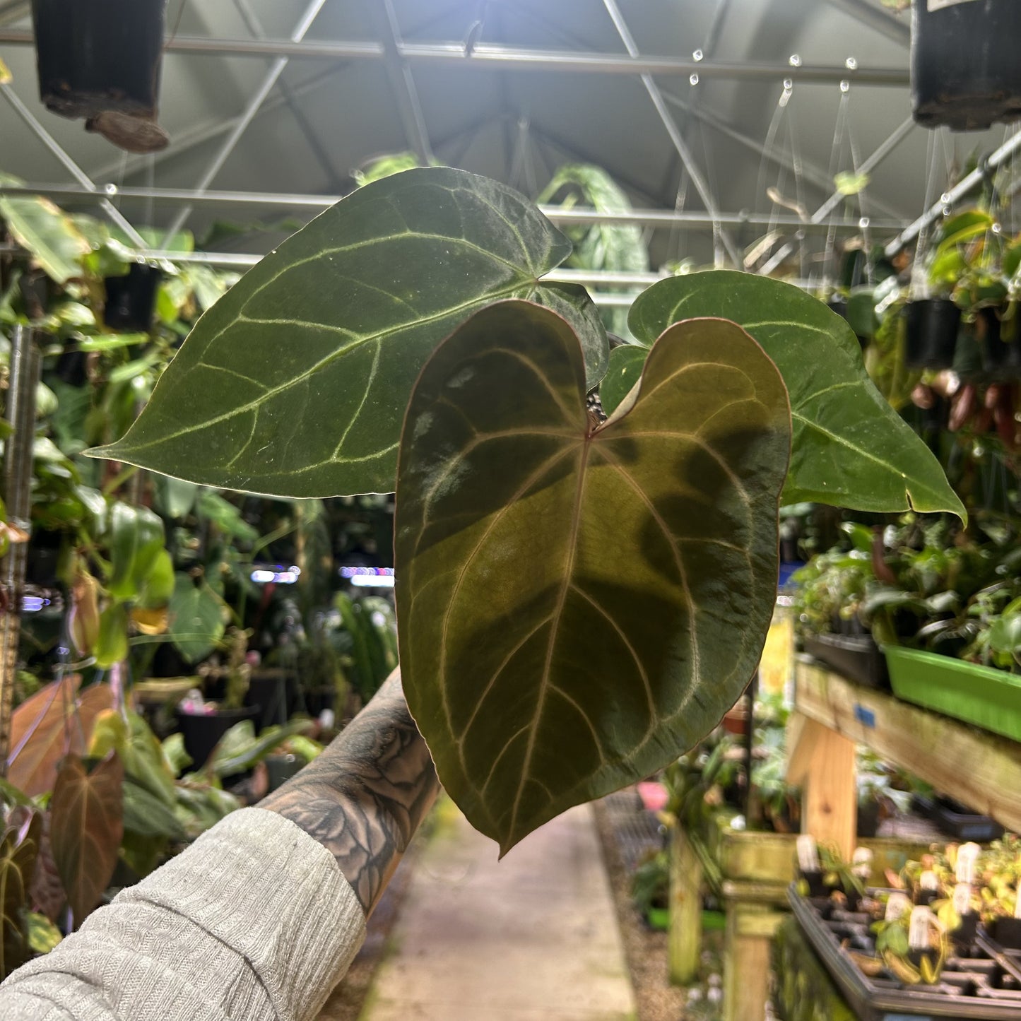 [W175] Anthurium (FTG crystallinum x forgetii - NSE) x (carlablackiae x 'Ace of Spades'), CAR-0657 L