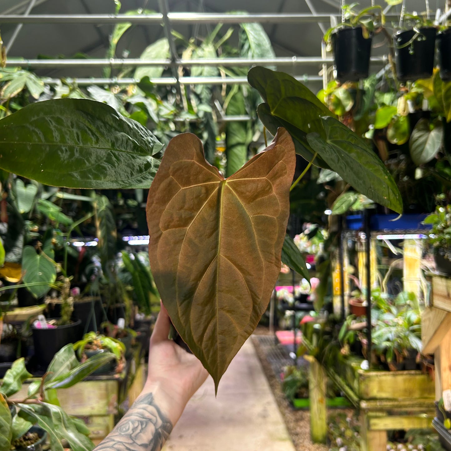 [W176] Anthurium magnificum x papillilaminum (FS x RL) - SC L