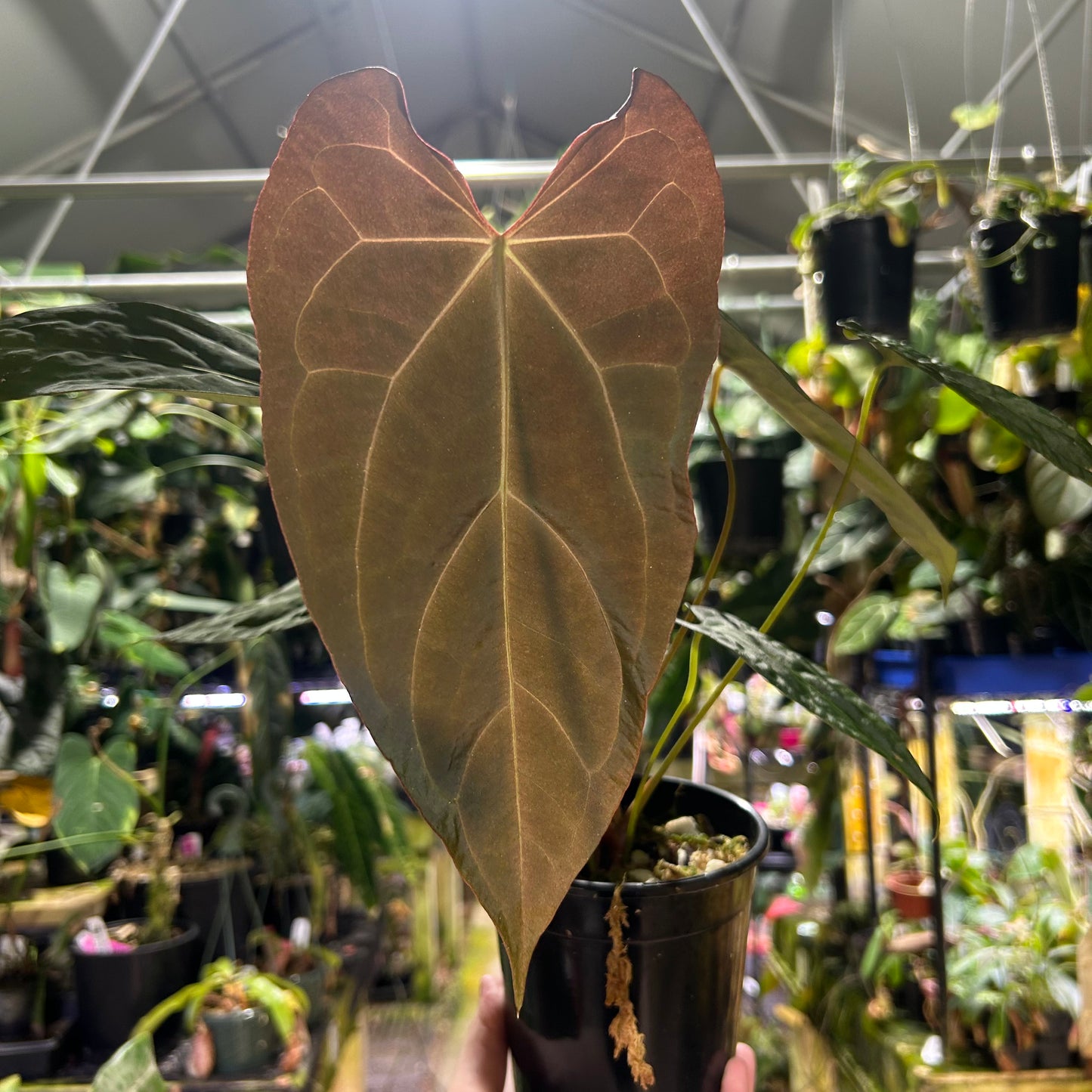 [W176] Anthurium magnificum x papillilaminum (FS x RL) - SC L