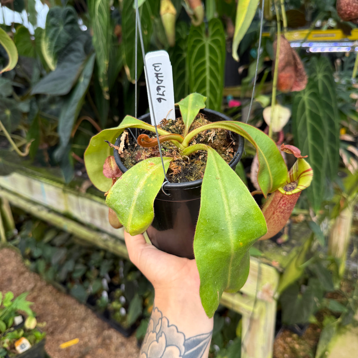 WH0676	Nepenthes eymae EP x veitchii Cobra, CAR-0336	(L) (Q)