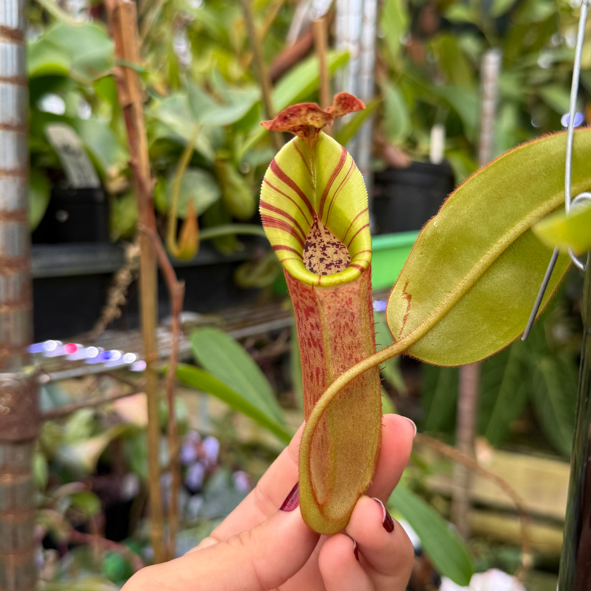 WH0676	Nepenthes eymae EP x veitchii Cobra, CAR-0336	(L) (Q)
