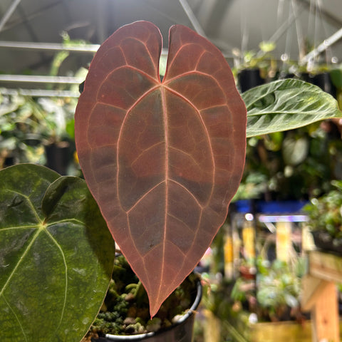 Close up of a large heart shaped reddish brown Anthurium leaf from the Eterna x Michelle variety