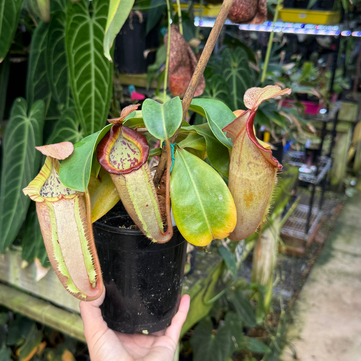 WH0680	Nepenthes (maxima x campanulata) x veitchii	(L) (Q)