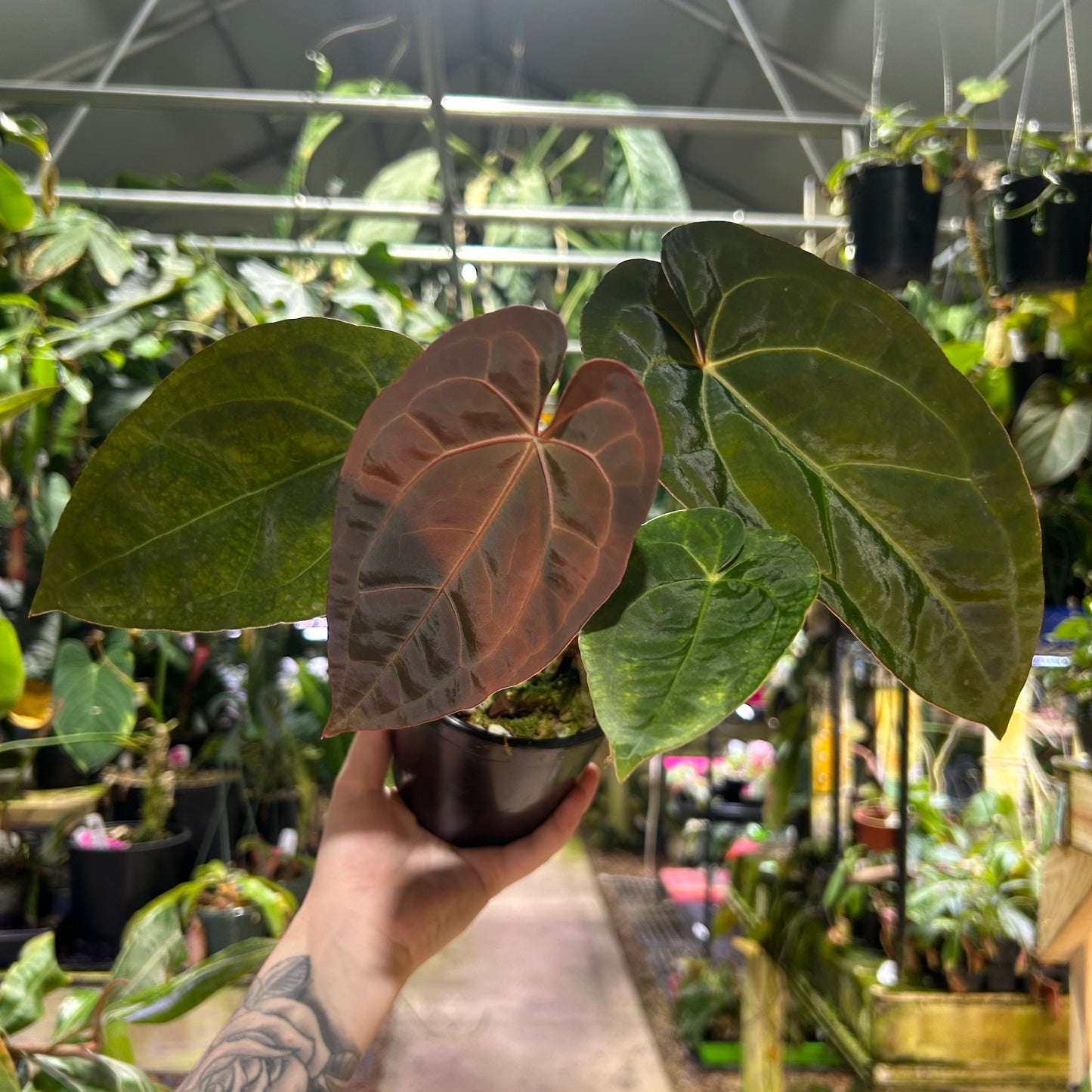 [W177] Anthurium Eterna x Michelle M