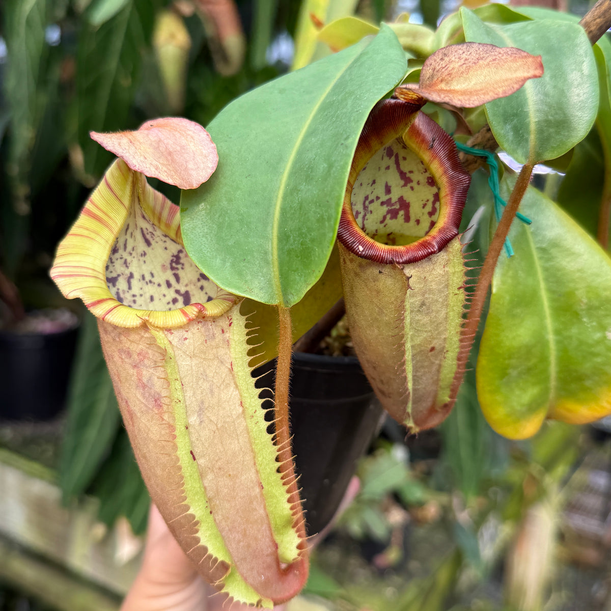 WH0680	Nepenthes (maxima x campanulata) x veitchii	(L) (Q)