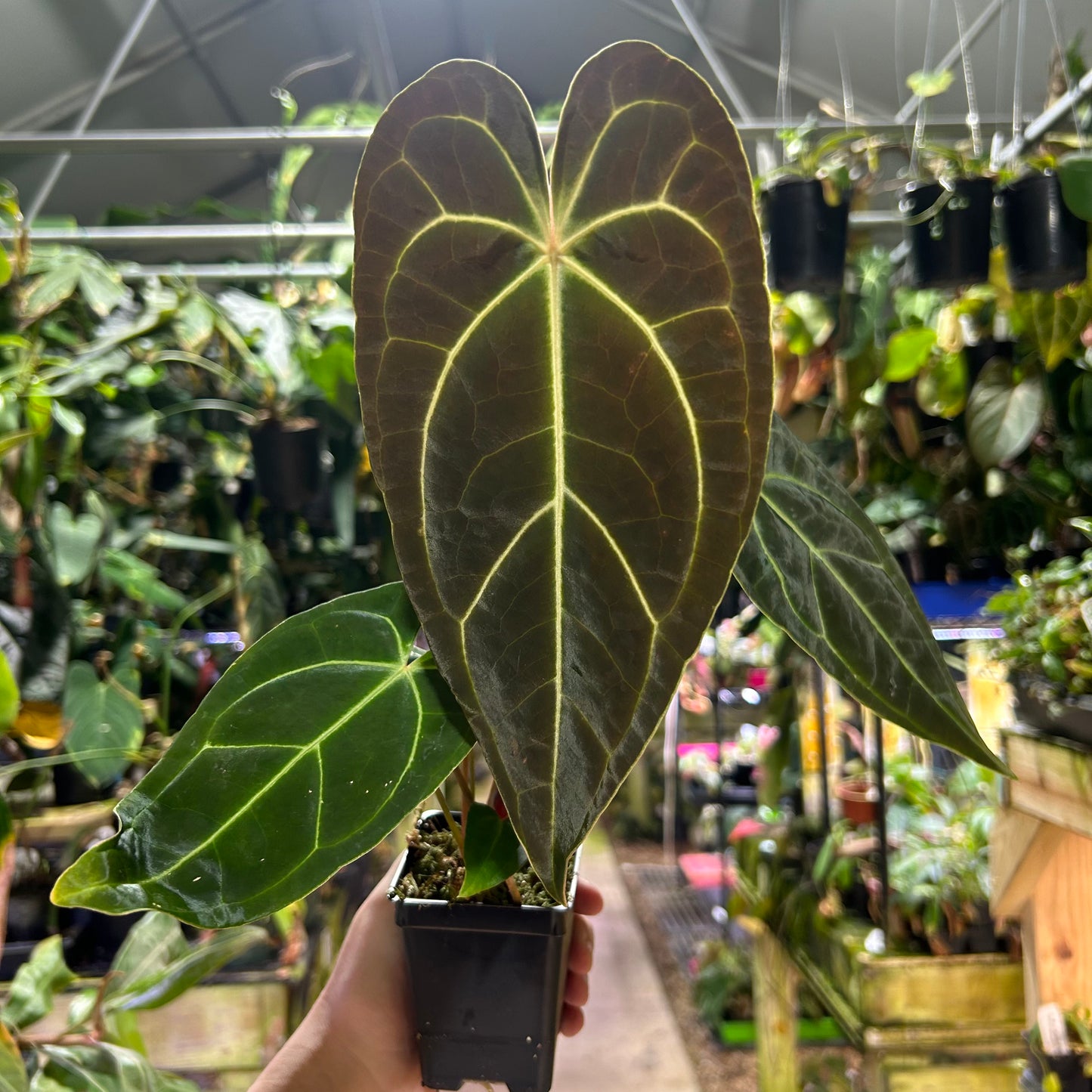 [W178] Anthurium regale x besseae aff. L