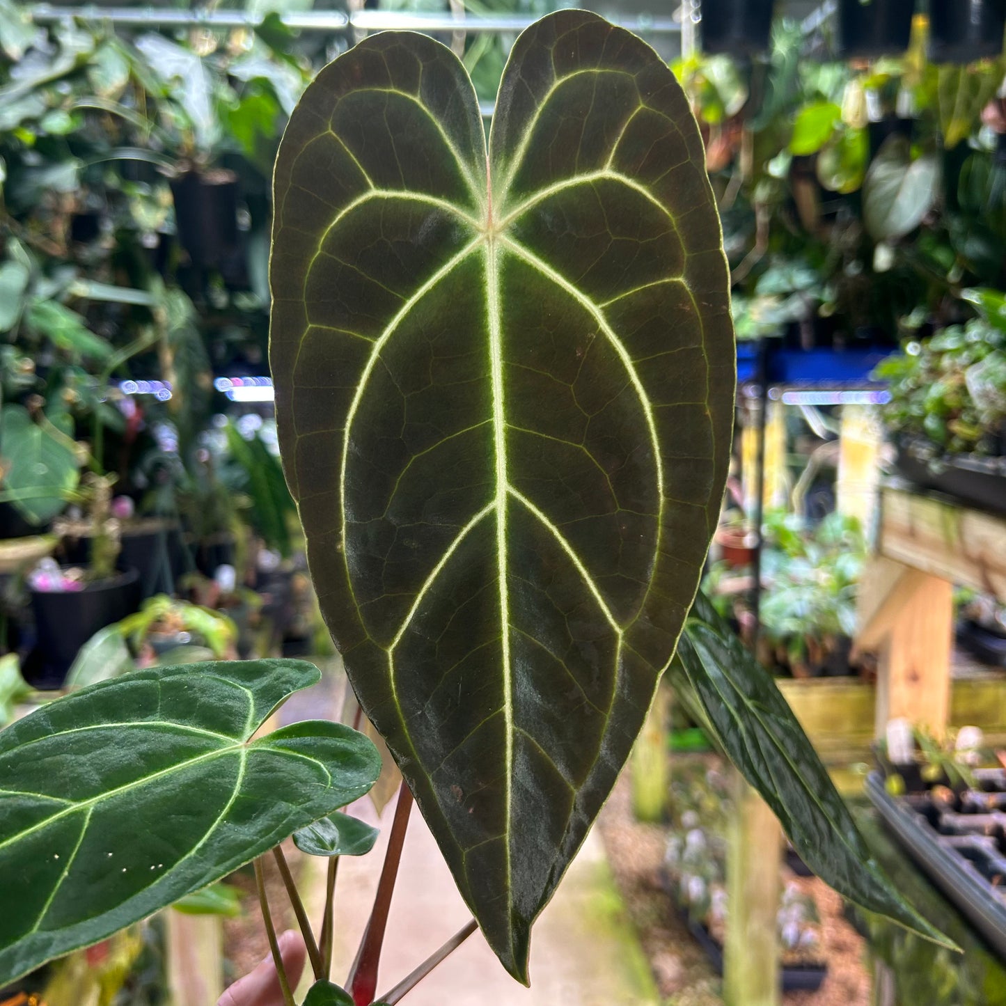 [W178] Anthurium regale x besseae aff. L