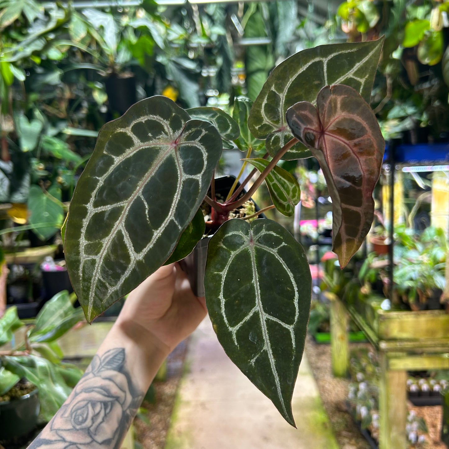 [W179] Anthurium Wonderboy (a x pink) x Red crystal M