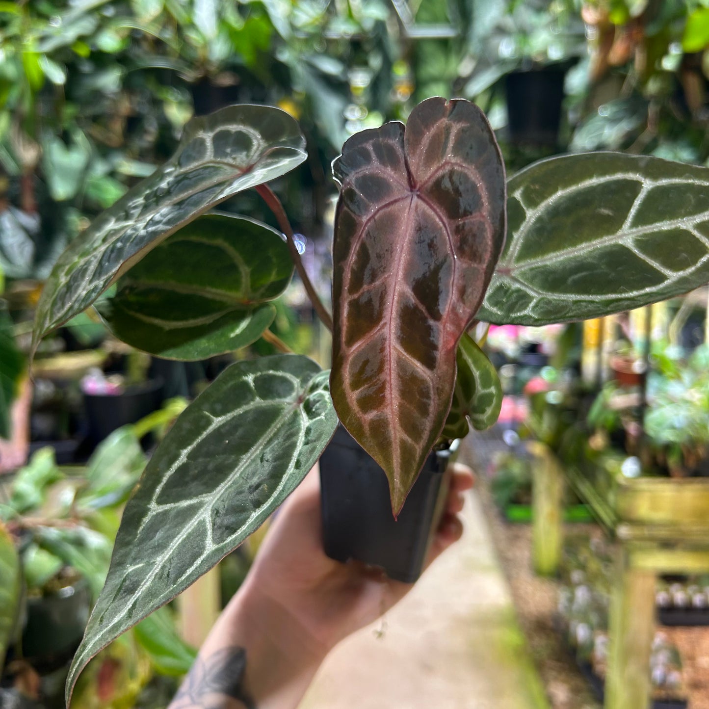 [W179] Anthurium Wonderboy (a x pink) x Red crystal M