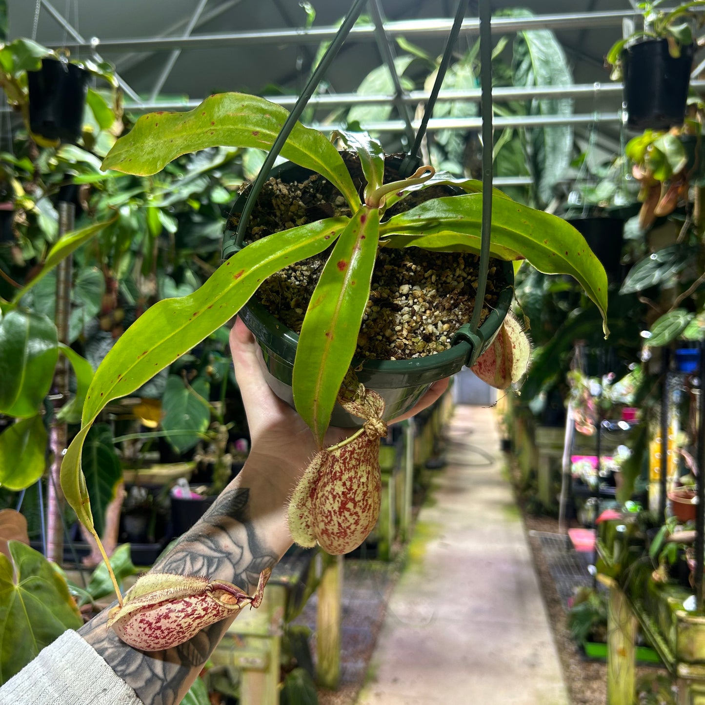 [W180] Nepenthes (Viking x rafflesiana) x veitchii 'The Wave', CAR-0452 XL
