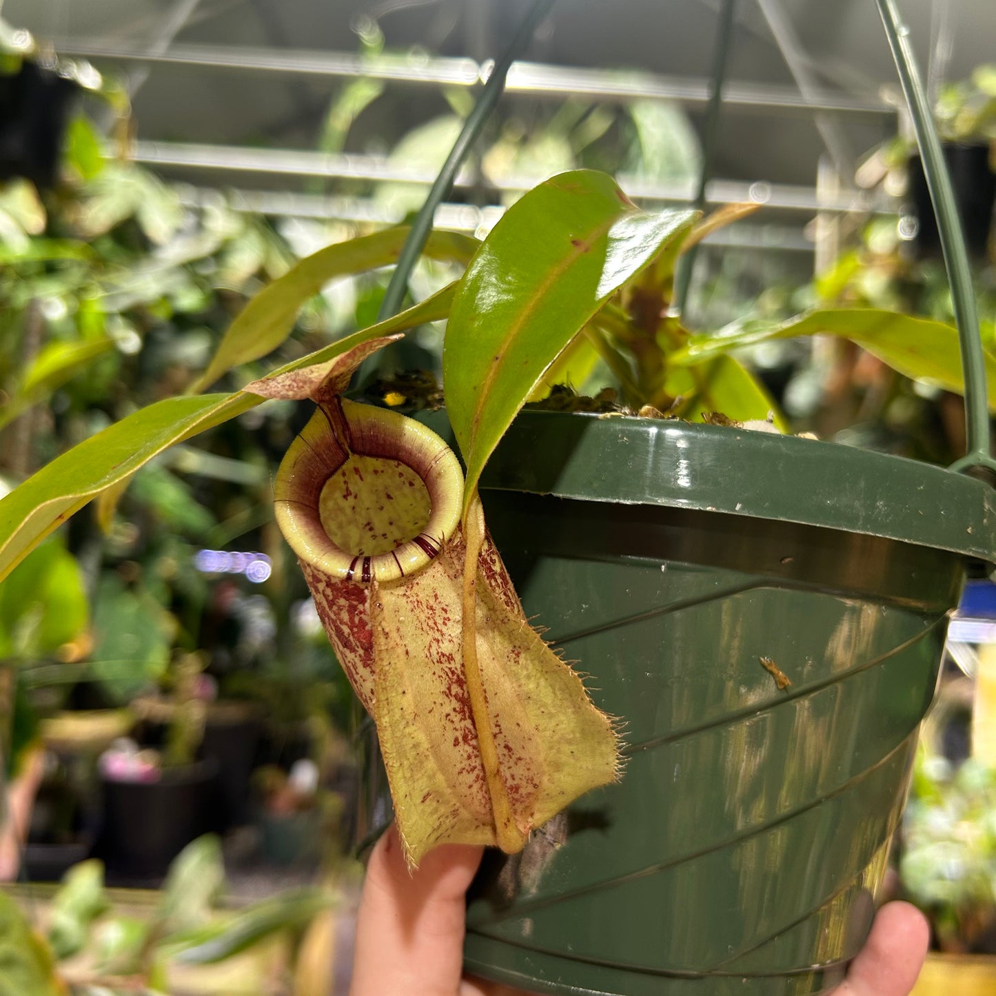 [W180] Nepenthes (Viking x rafflesiana) x veitchii 'The Wave', CAR-0452 XL