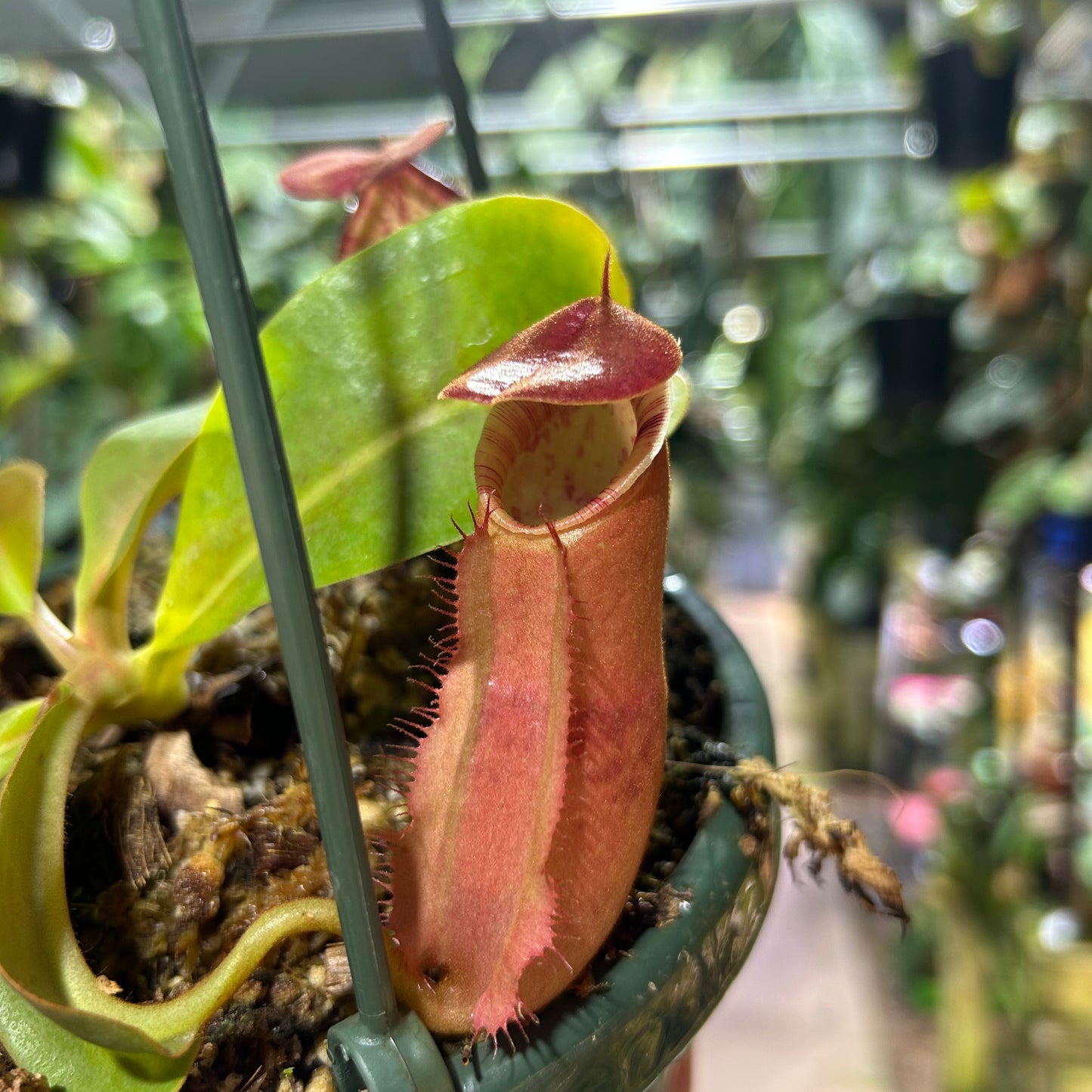[W181] Nepenthes boschiana x veitchii 'Cobra', CAR-0302 M