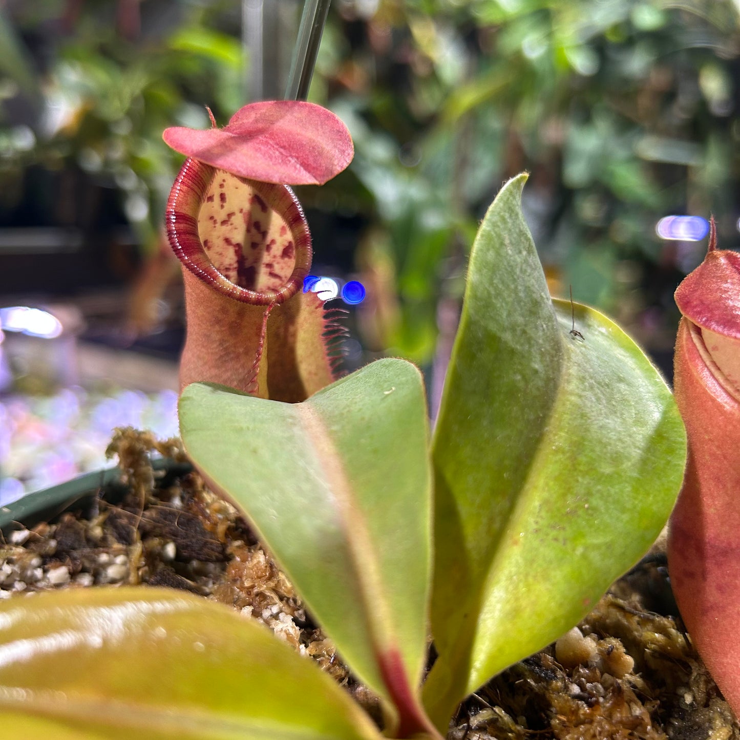 [W181] Nepenthes boschiana x veitchii 'Cobra', CAR-0302 M