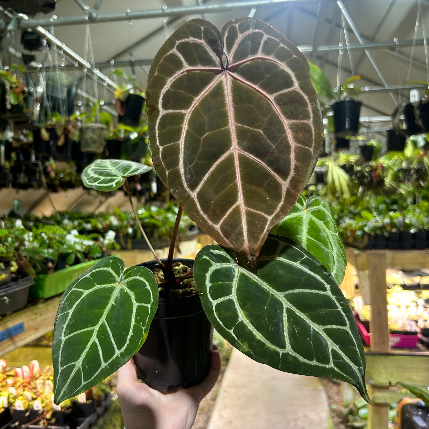 [W182] Anthurium Doc block x Red crystal, CAR-0902 L