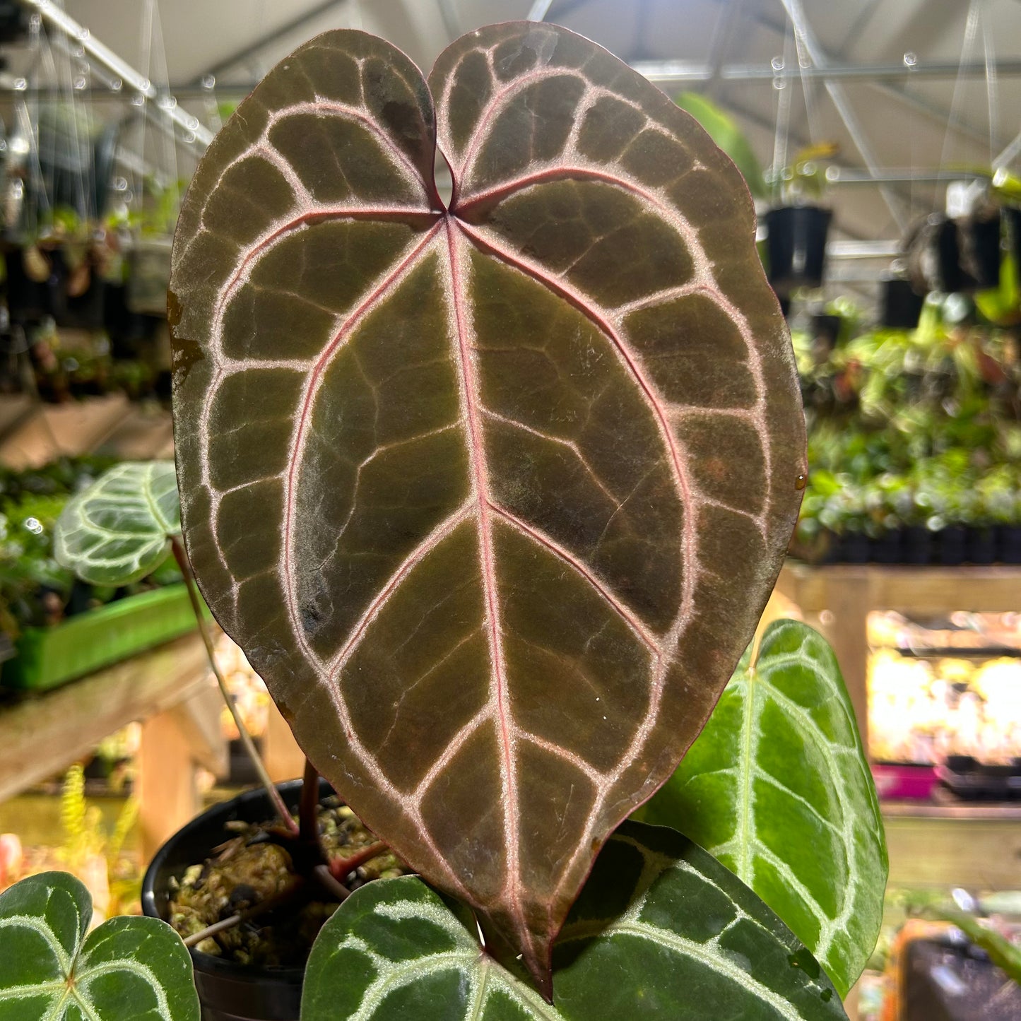 [W182] Anthurium Doc block x Red crystal, CAR-0902 L