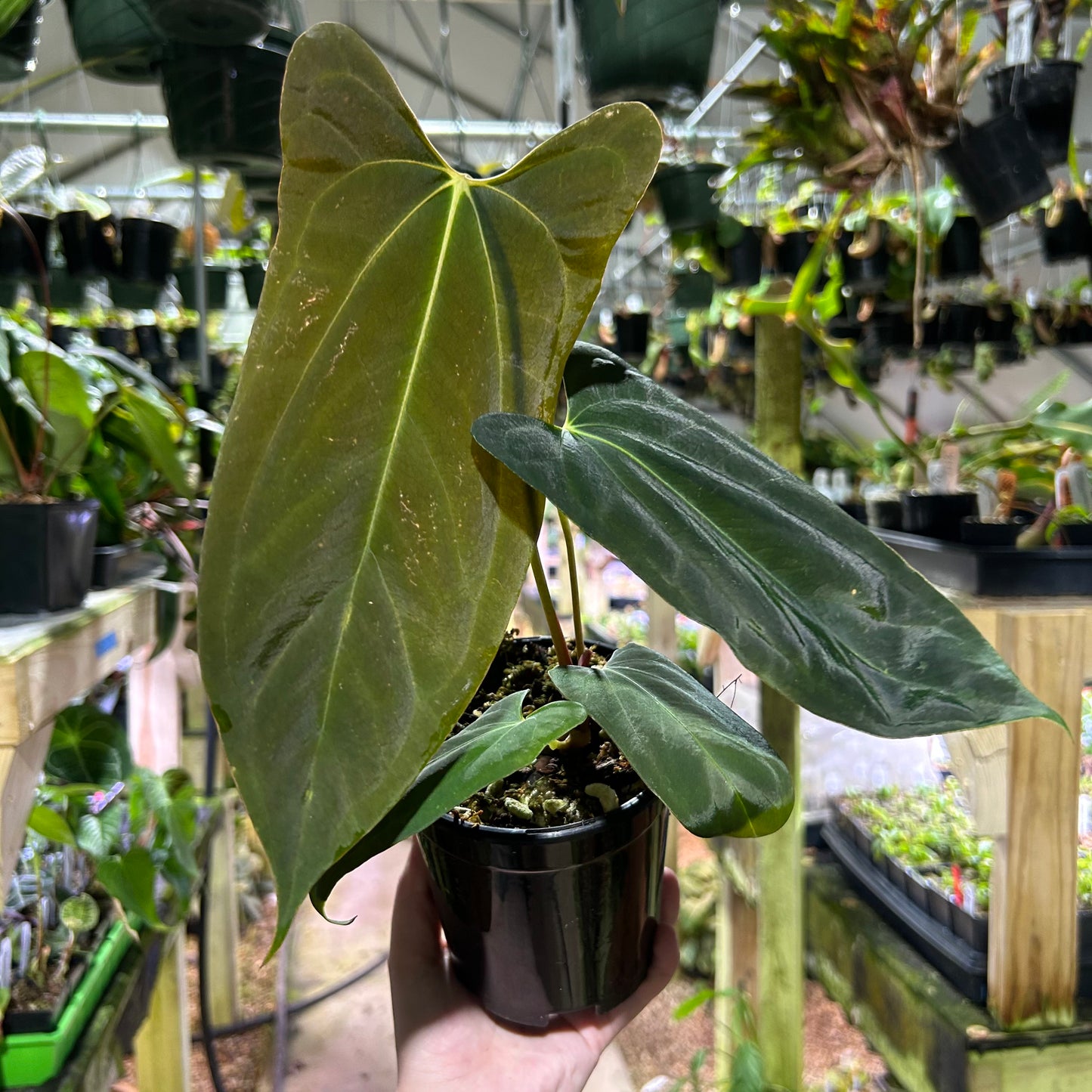 [W183] Anthurium BVEP x BVEP port L