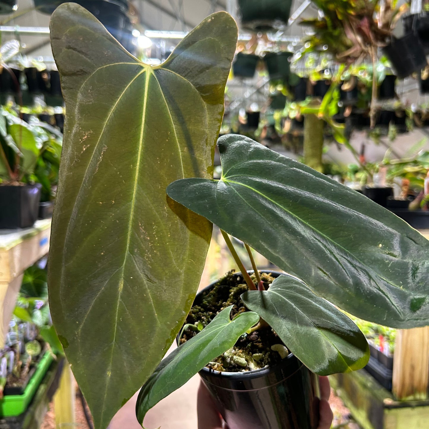 [W183] Anthurium BVEP x BVEP port L
