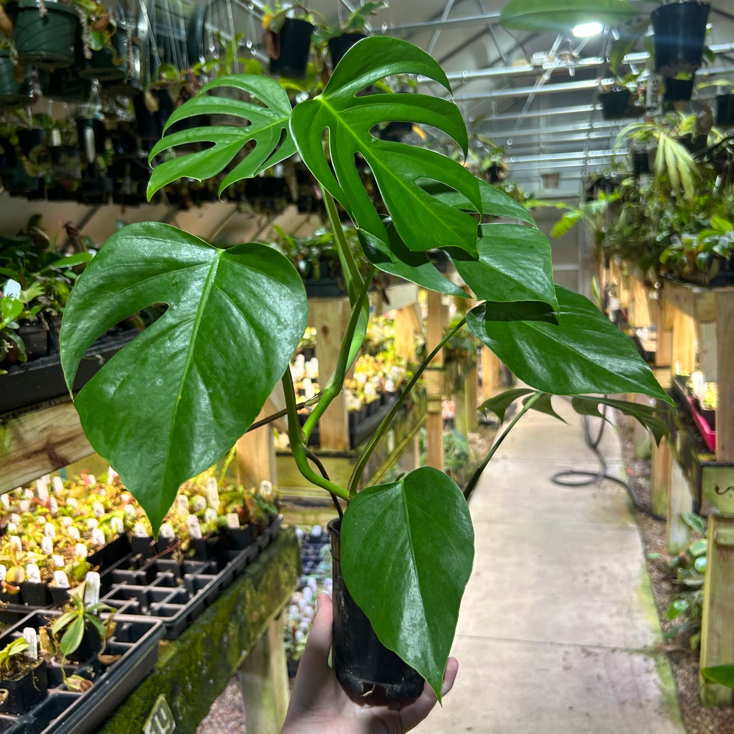 [W184] Monstera sierrana (Mexican Form) L