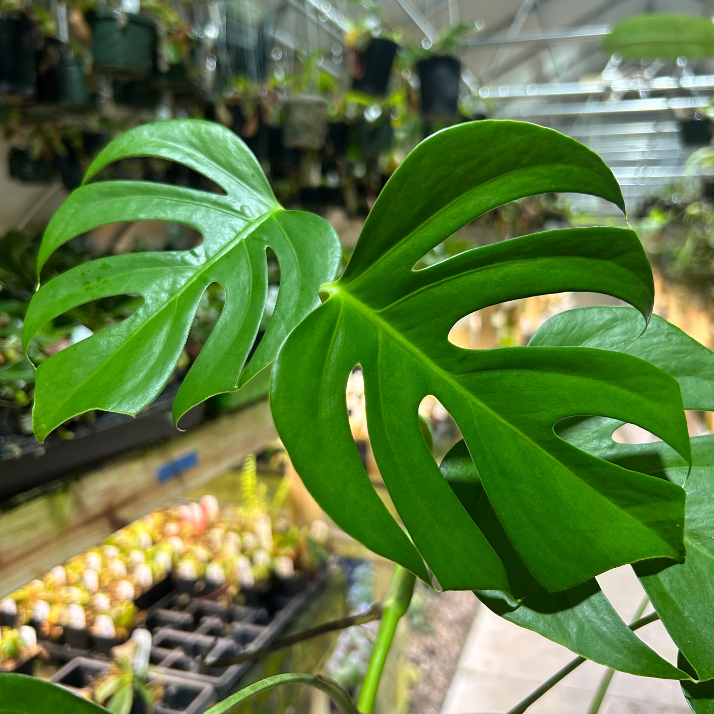 [W184] Monstera sierrana (Mexican Form) L