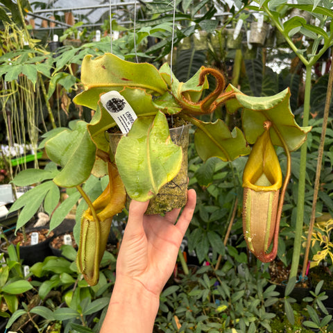 Nepenthes veitchii pitcher plant in a pot being held with large green leaves and hanging pitchers