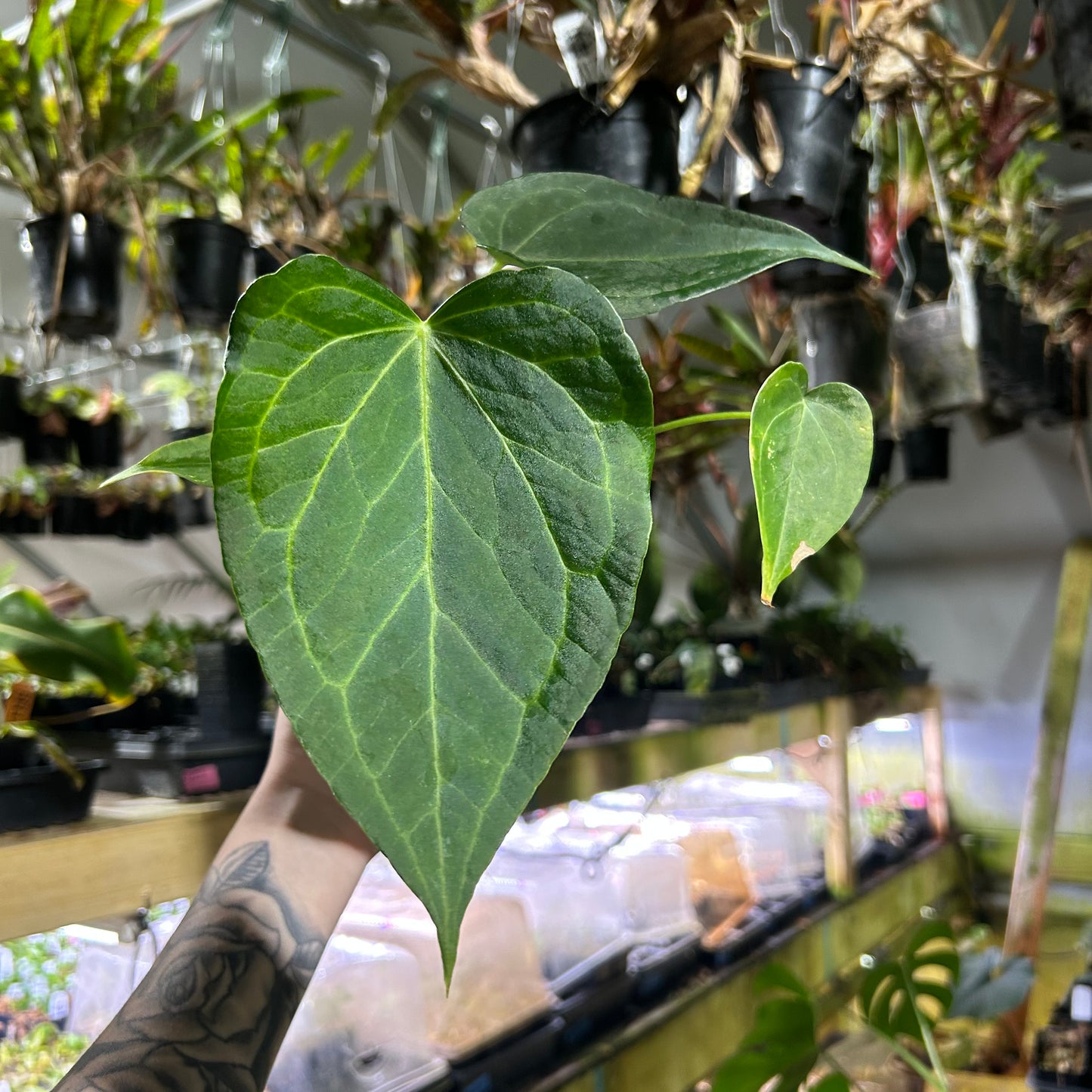 [W185] Anthurium Delta Force M