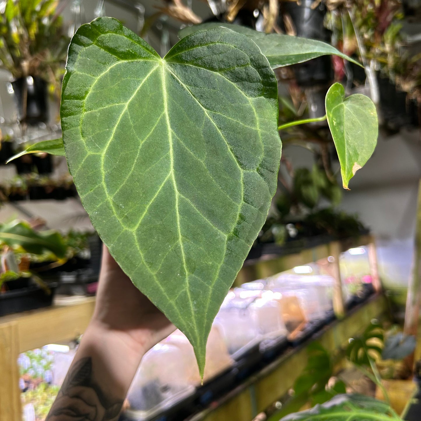 [W185] Anthurium Delta Force M
