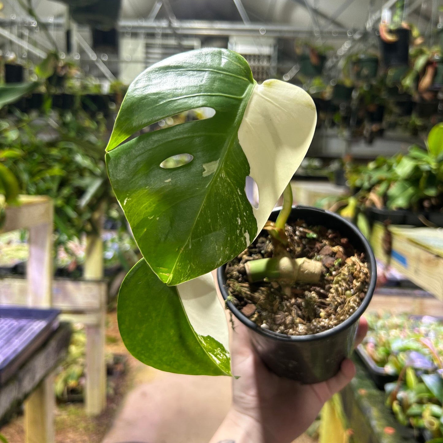 [W186] Monstera deliciosa albo M