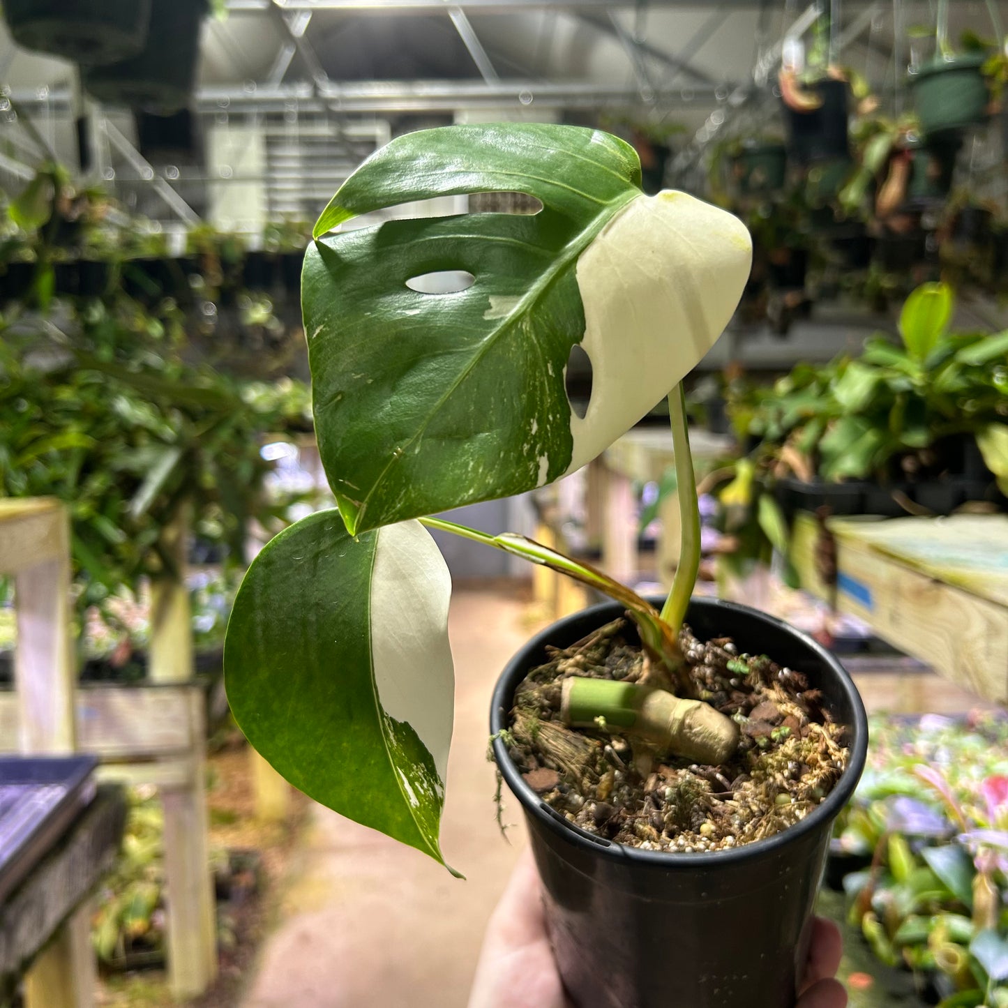 [W186] Monstera deliciosa albo M