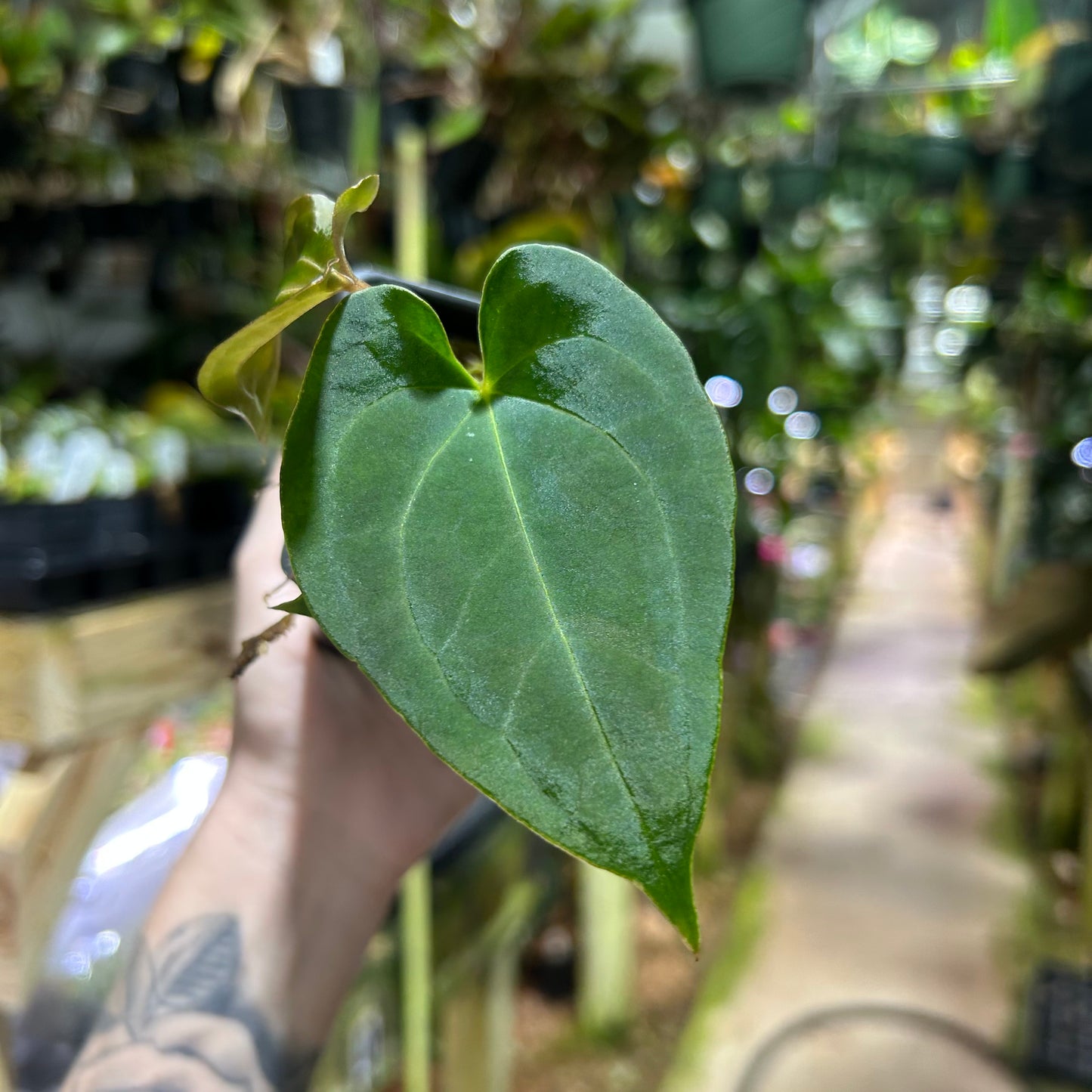 [W187] Anthurium Pink Wonderboy x Soul Reaper, CAR-0796 S