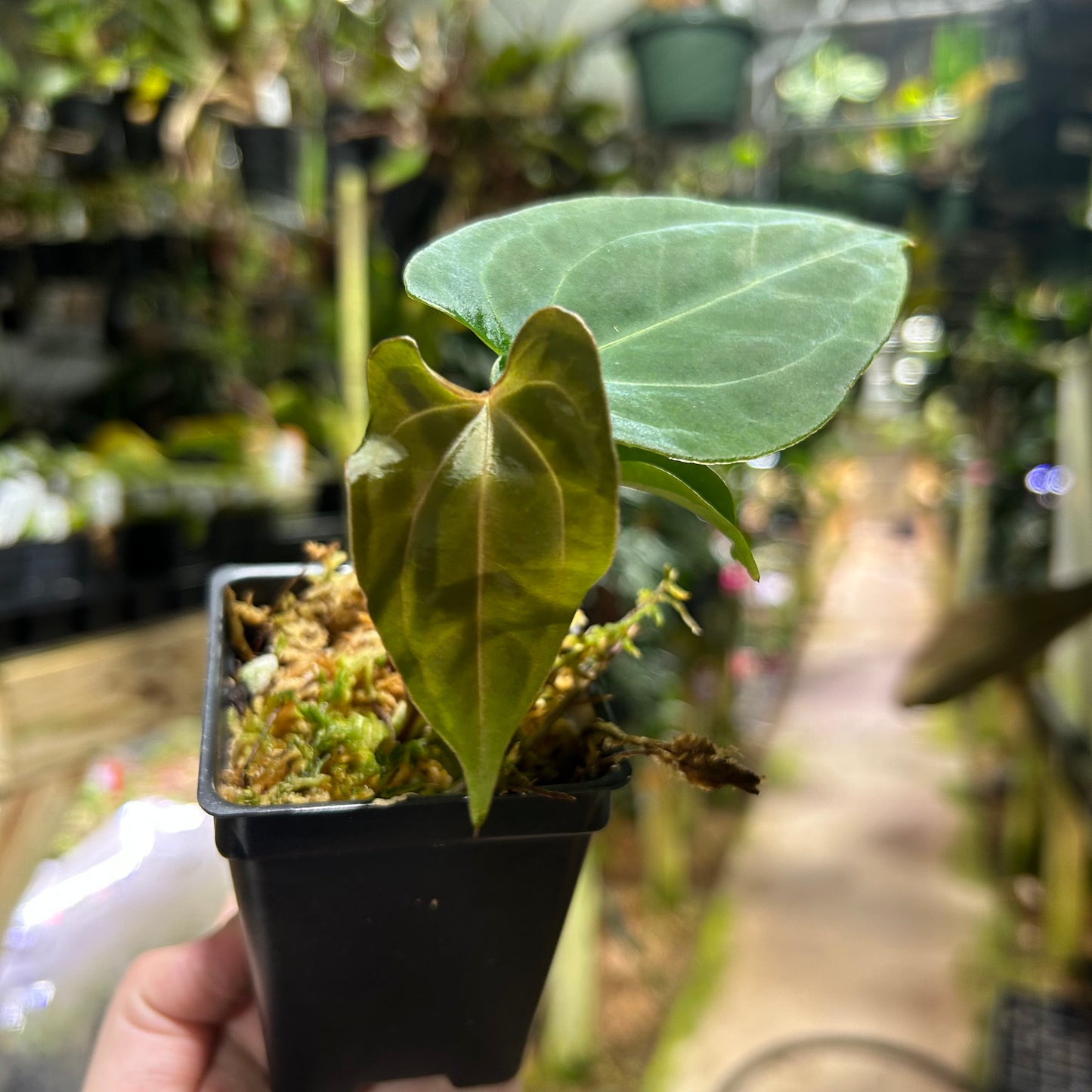 [W187] Anthurium Pink Wonderboy x Soul Reaper, CAR-0796 S