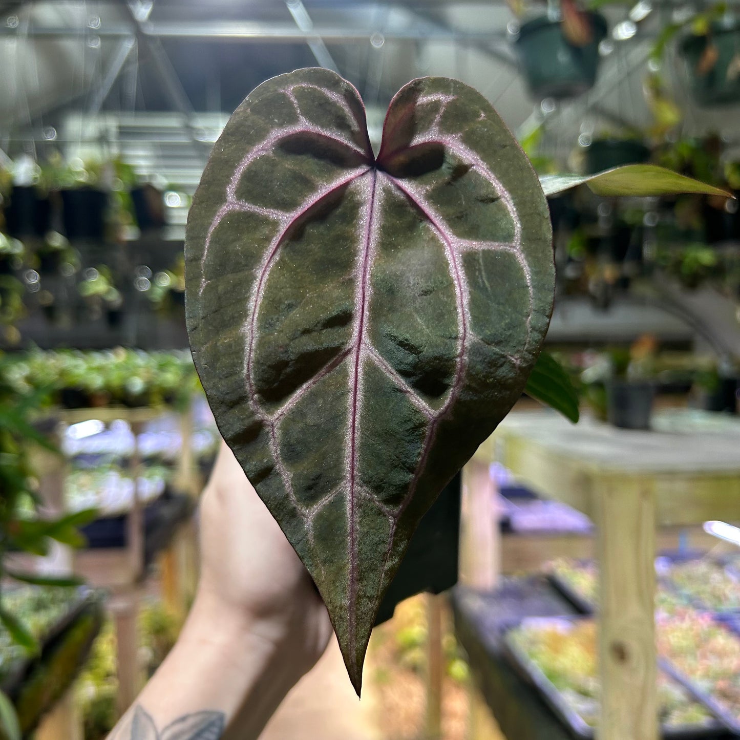 [W191] Anthurium (Zara x Michelle "Purple") x Red crystal S