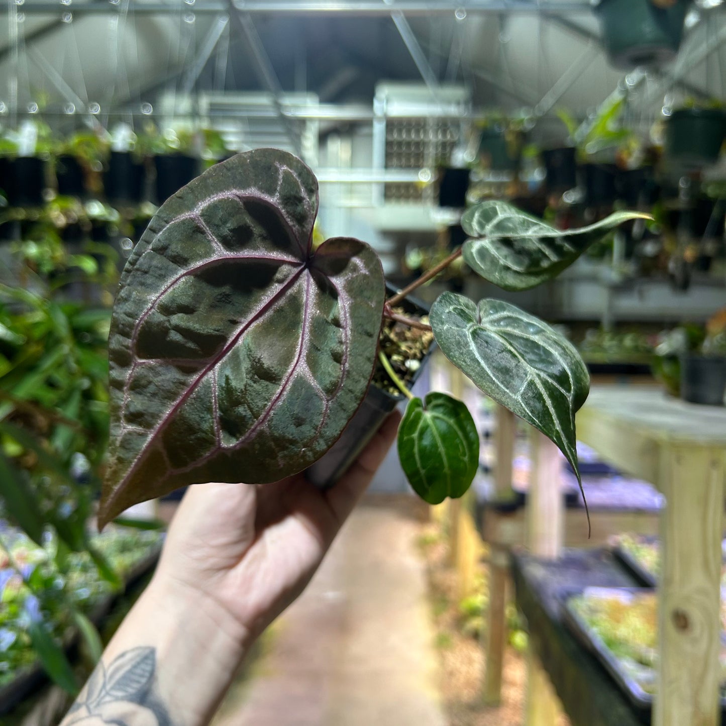 [W191] Anthurium (Zara x Michelle "Purple") x Red crystal S