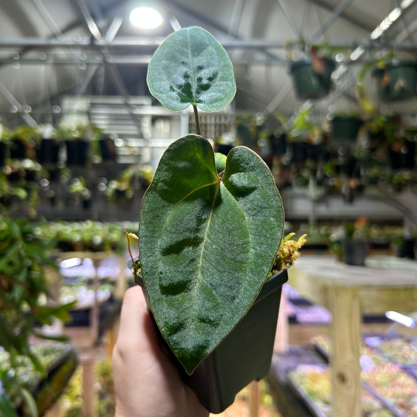 [W188] Anthurium Ace of Spades x carlablackiae, CAR-0663 S