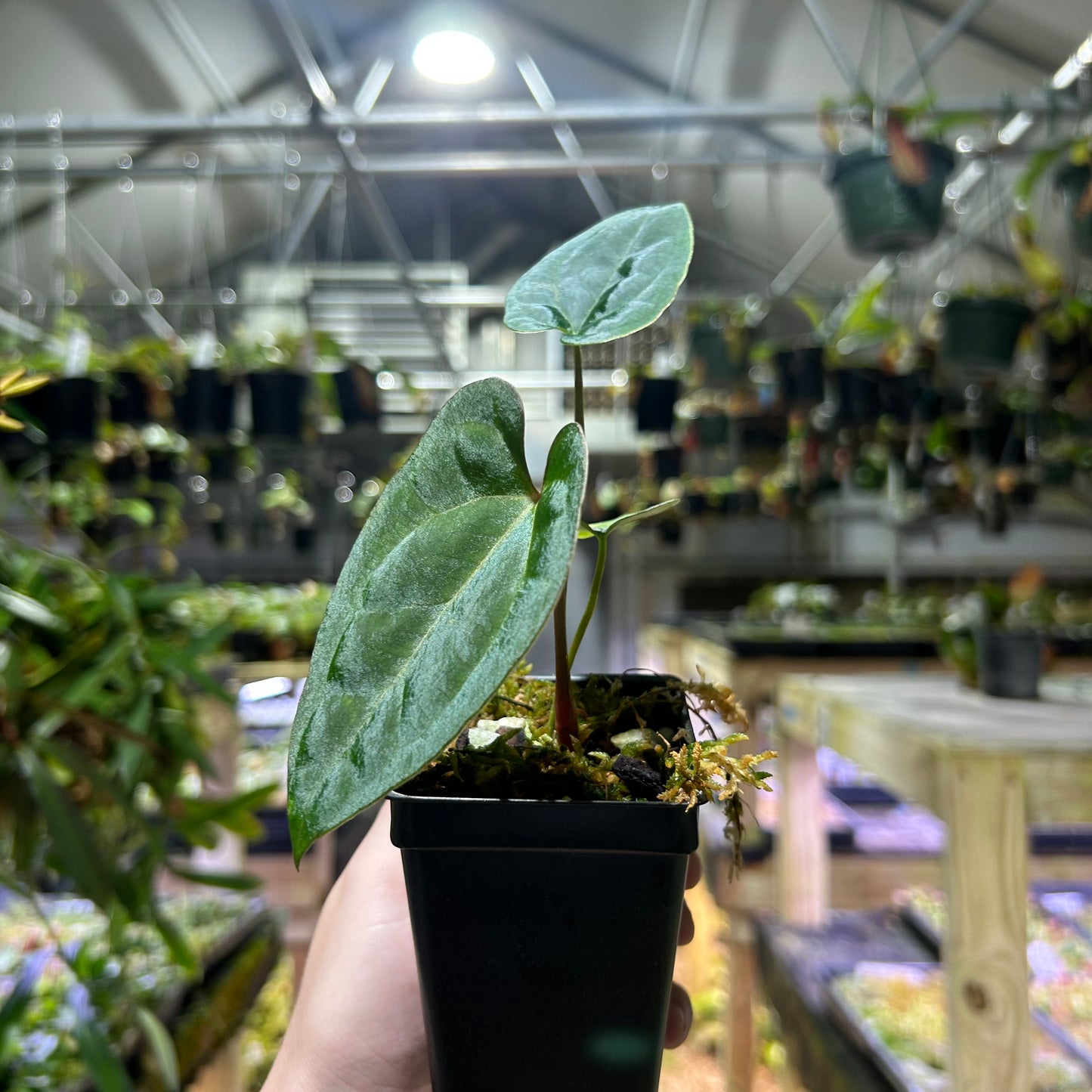 [W188] Anthurium Ace of Spades x carlablackiae, CAR-0663 S