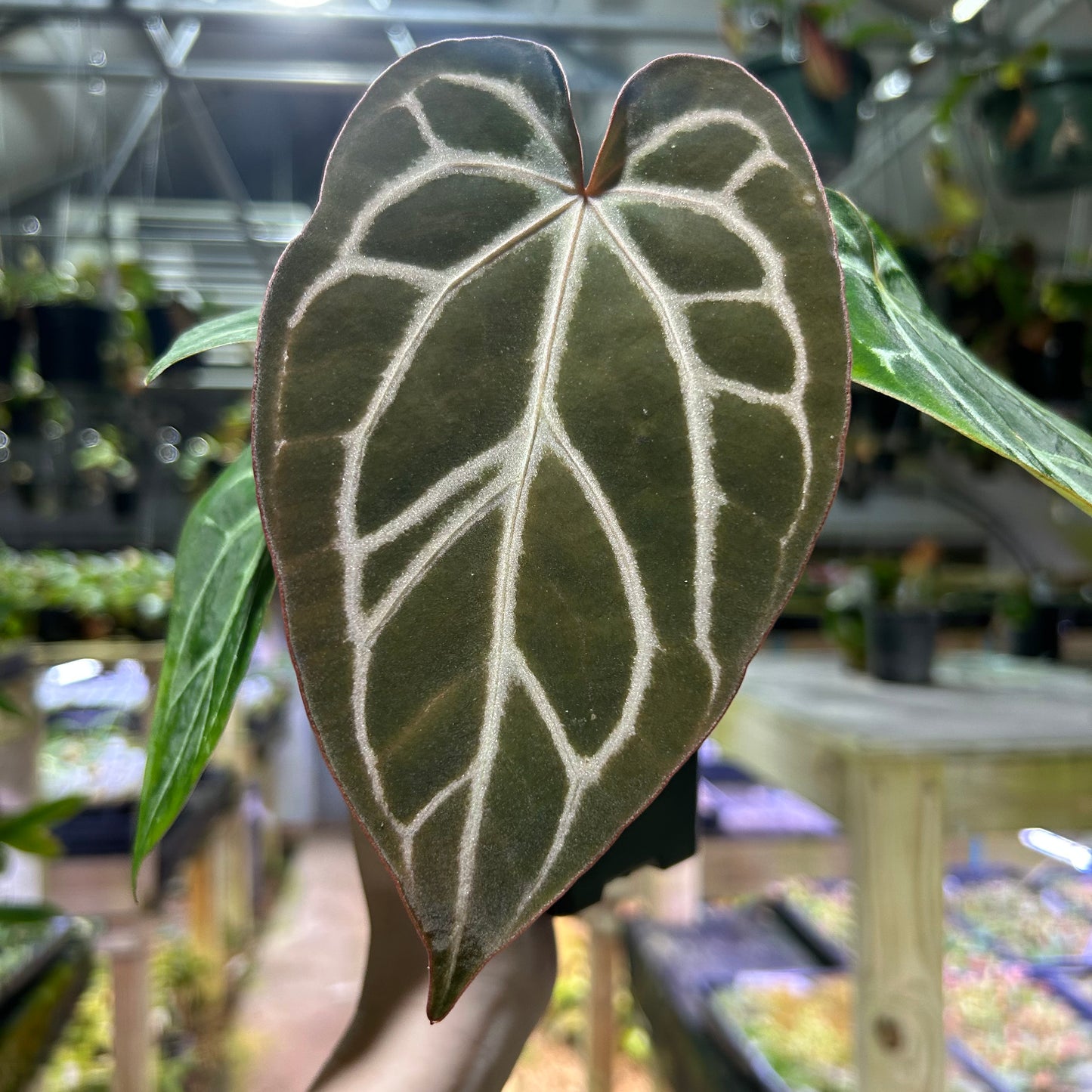 [W190]  Anthurium (crystallinum x magnificum) "Tezula Select" x carlablackiae, CAR-0362 M