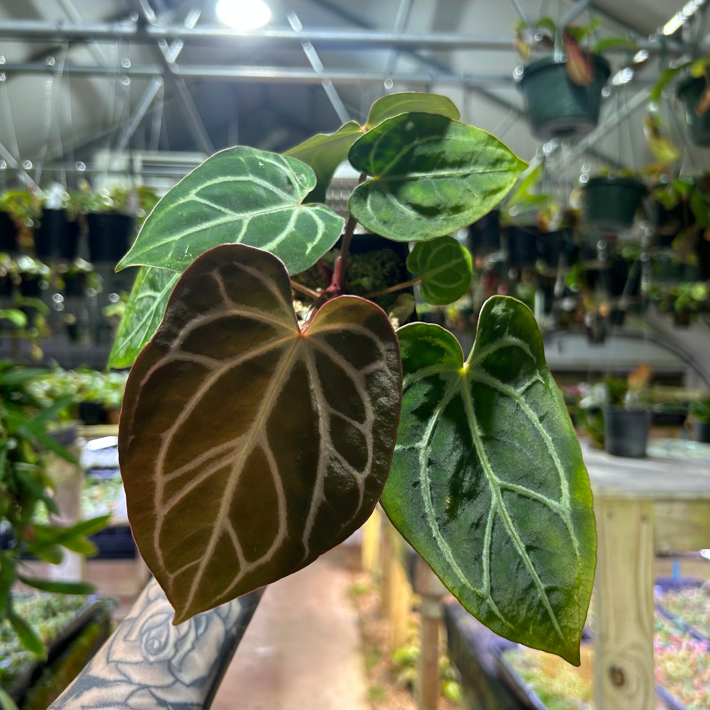 [W190]  Anthurium (crystallinum x magnificum) "Tezula Select" x carlablackiae, CAR-0362 M