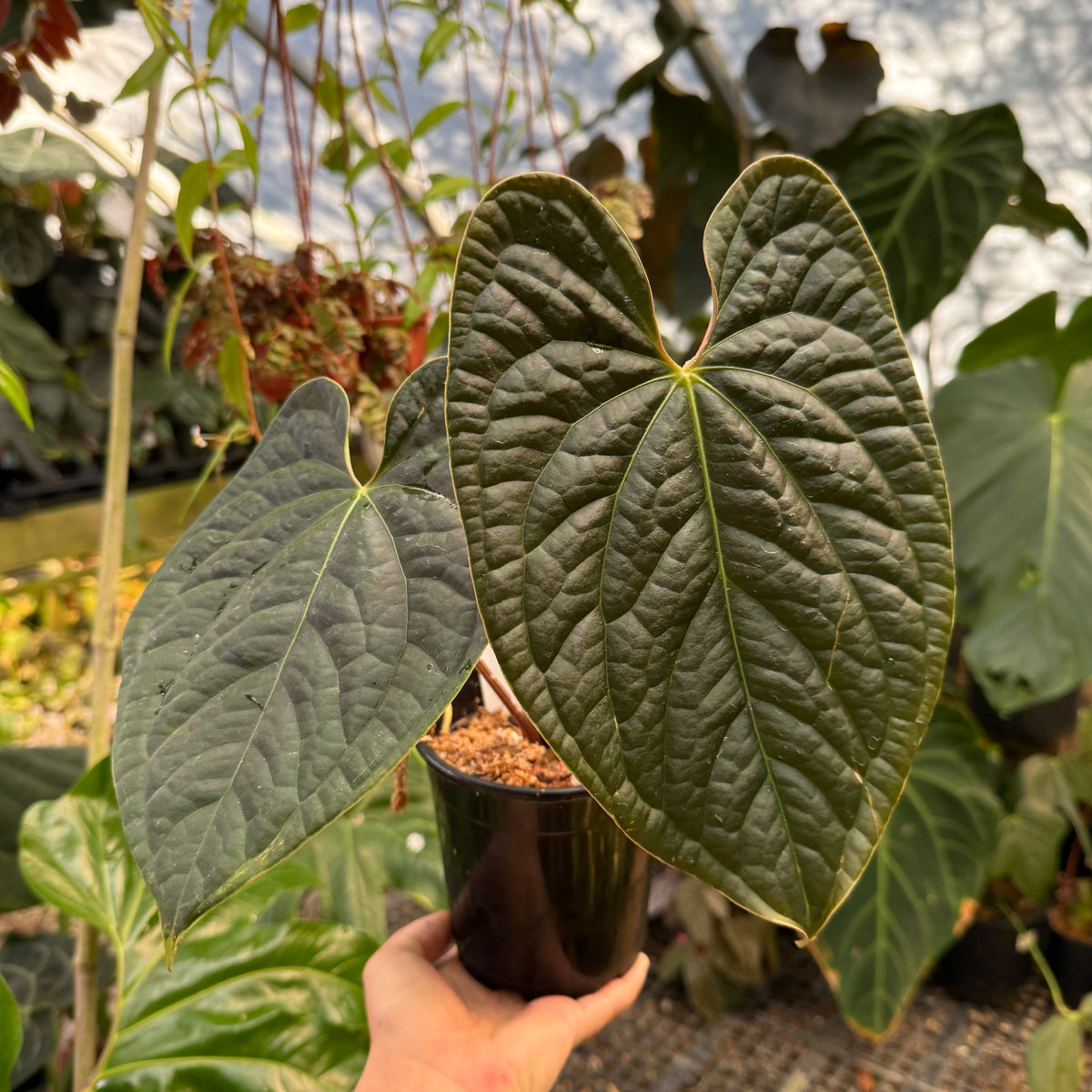 hand holds anthurium 
