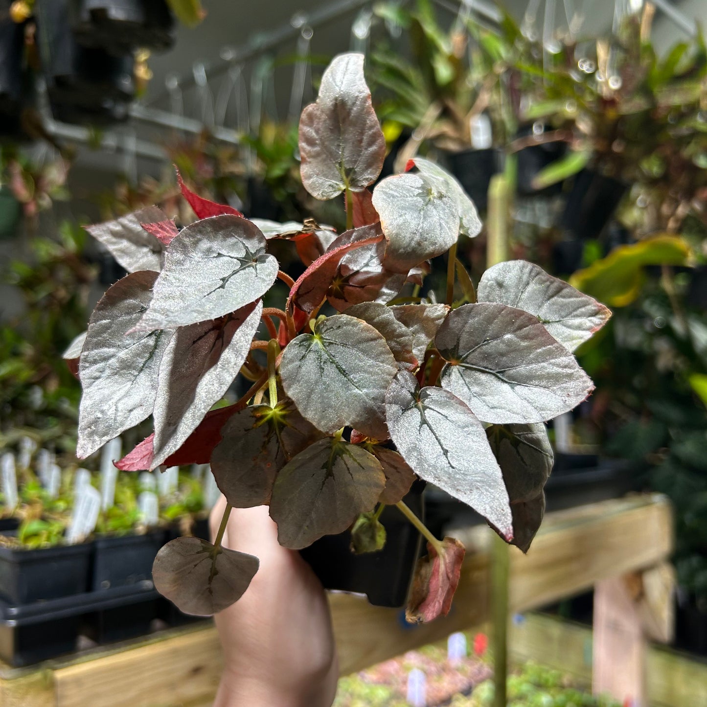 [W189] Begonia Silver Limbo S