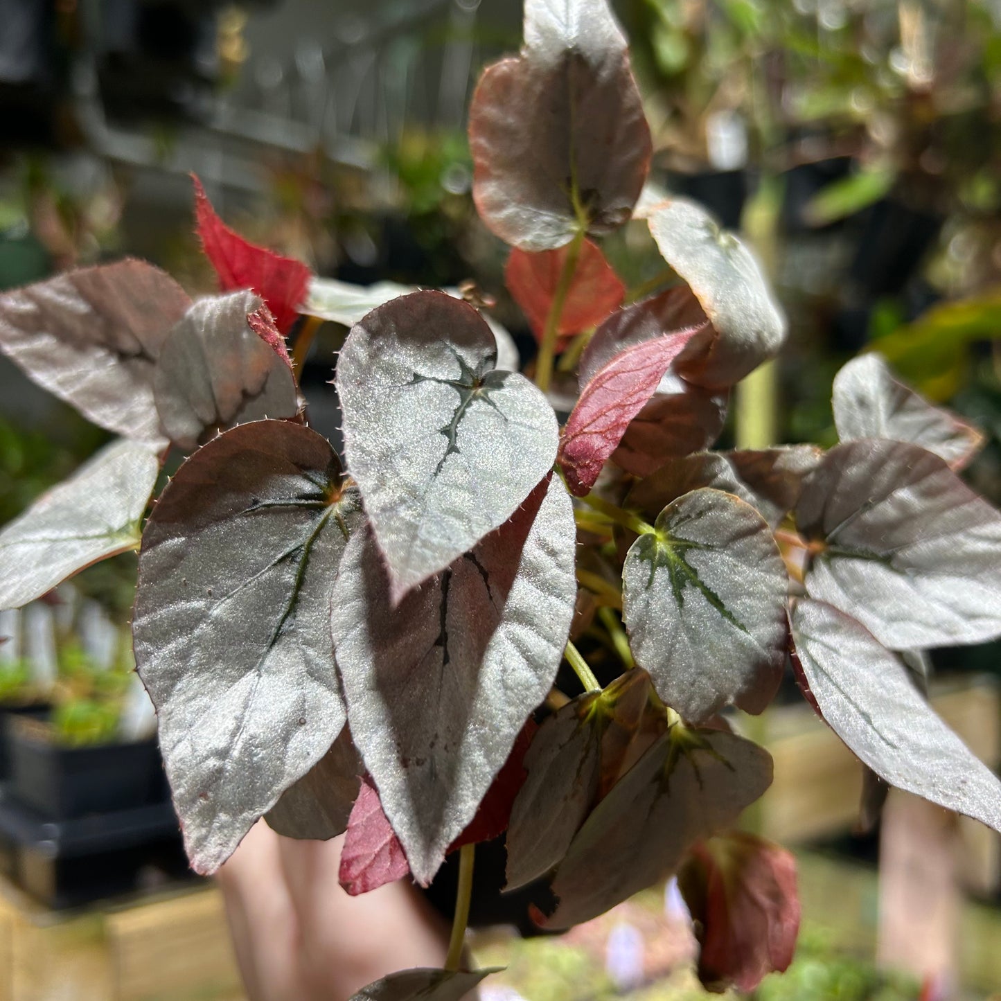 [W189] Begonia Silver Limbo S