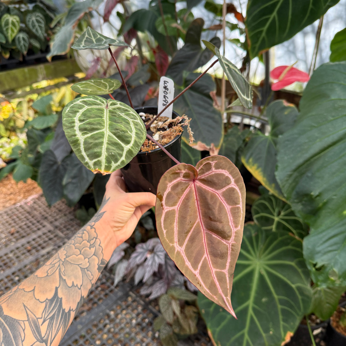 hand holding potted plant