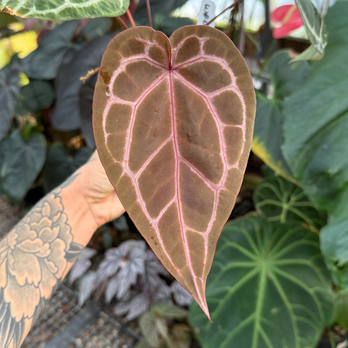 emergent leaf