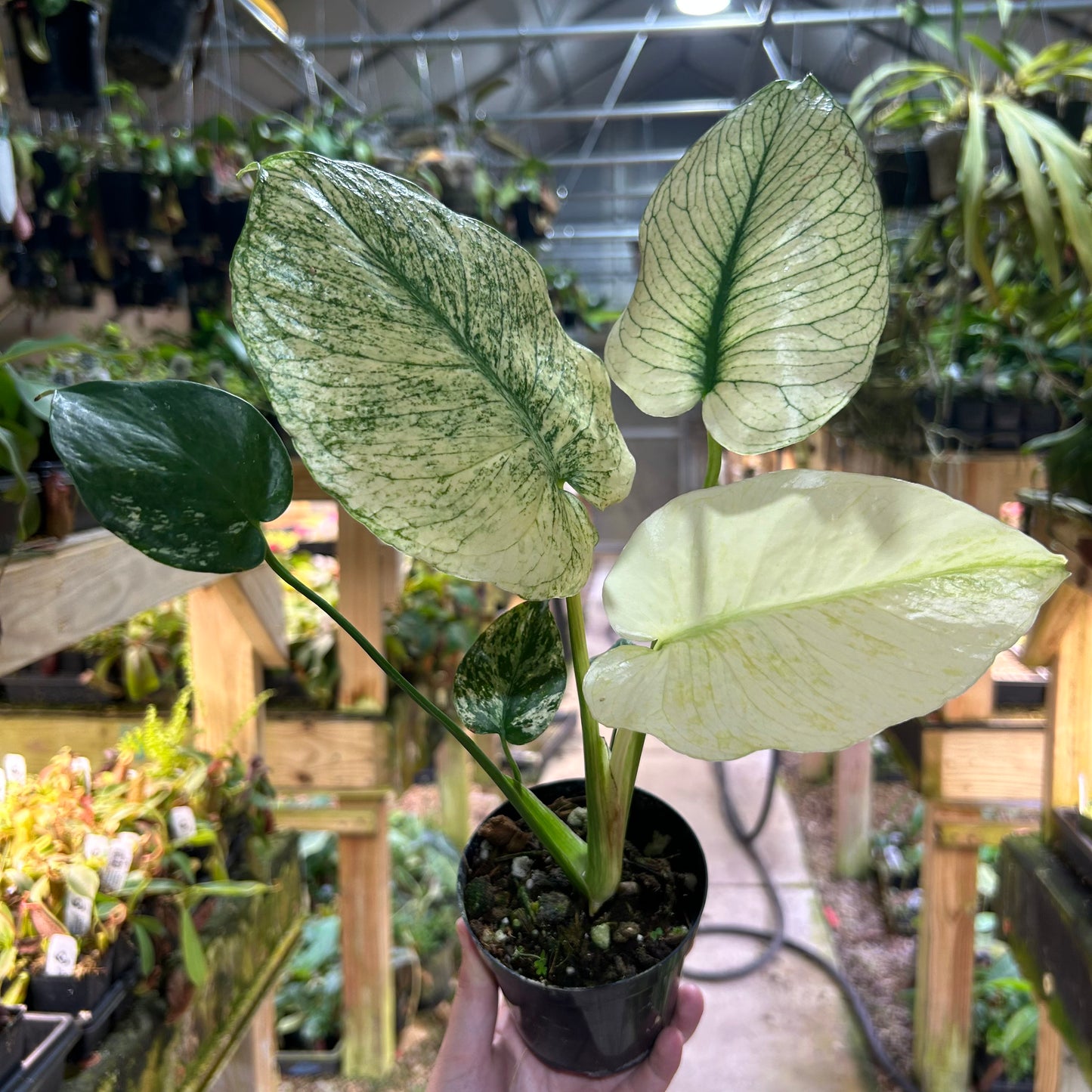 [W193] Monstera White Monster M