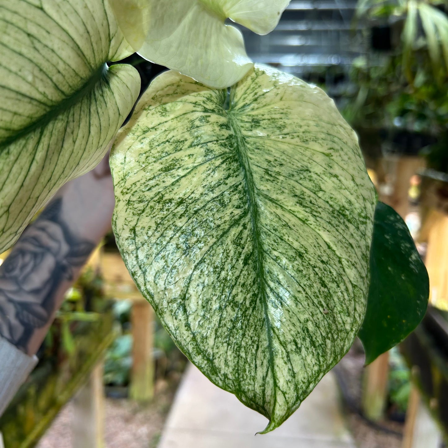 [W193] Monstera White Monster M
