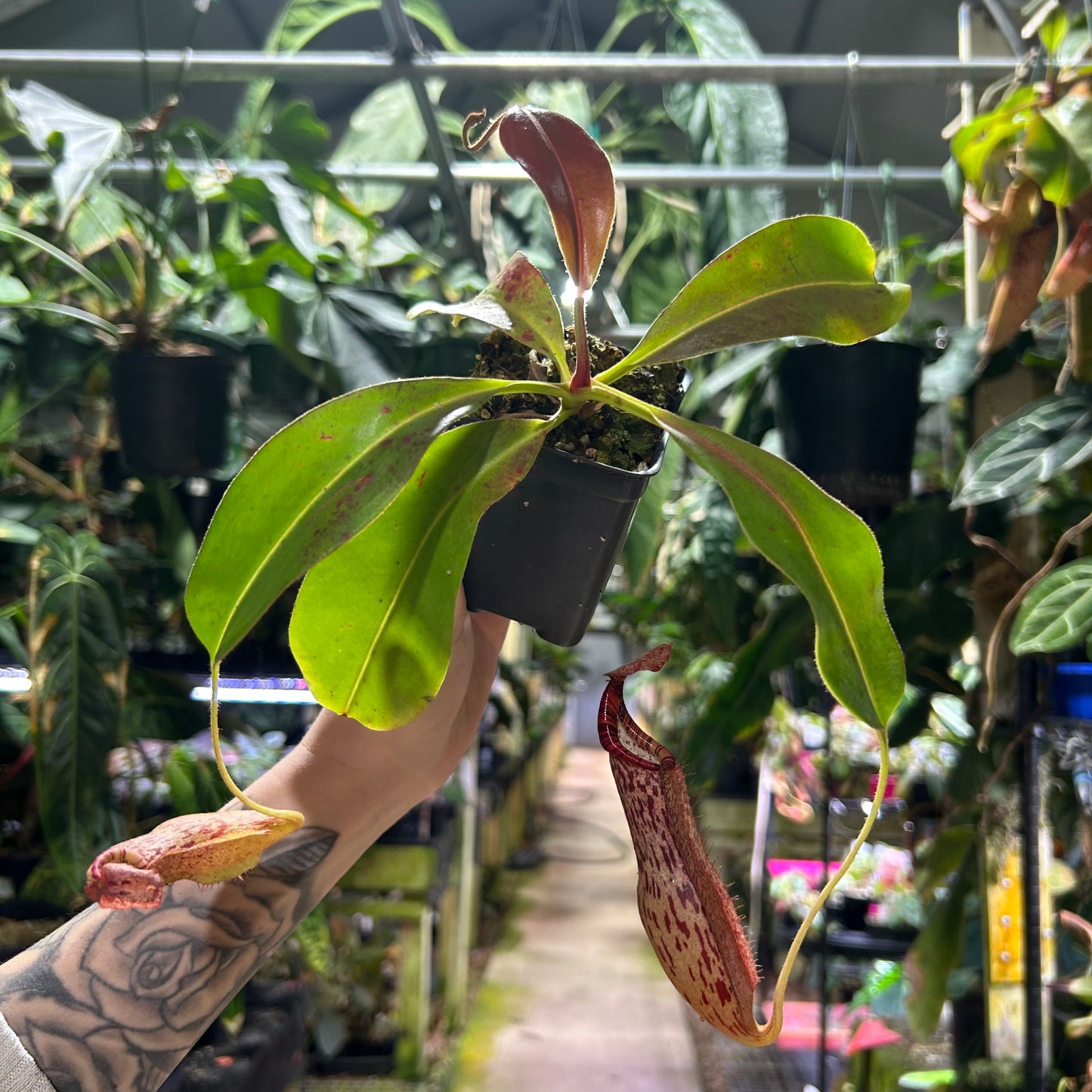 [W192] Nepenthes boschiana x (mollis x veitchii) XL