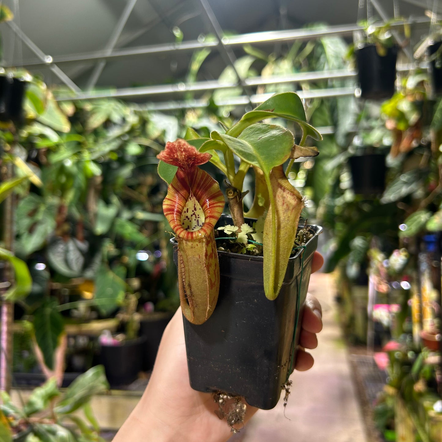 [W194] Nepenthes Song of Melancholy x [lowii x veitchii) x boschiana]-white M