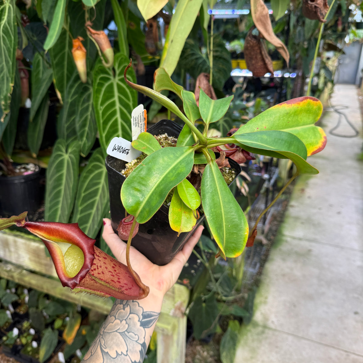 hand holding potted plant